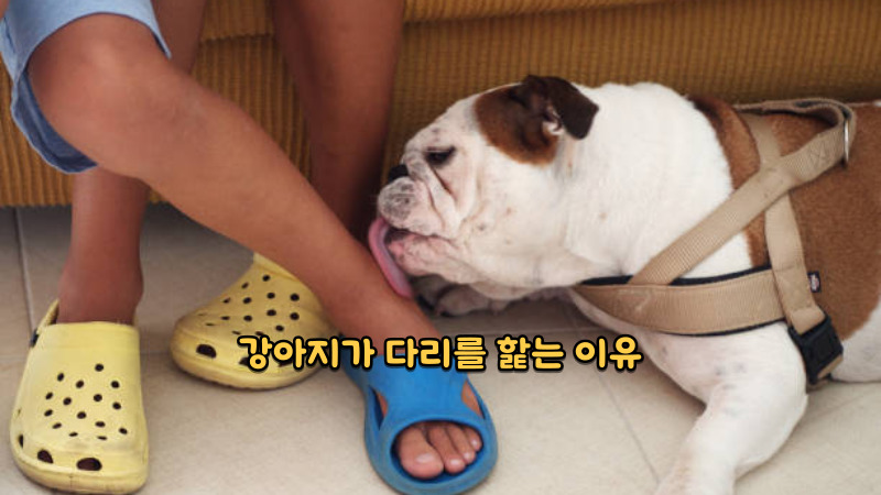 강아지가 다리를 핥는 이유