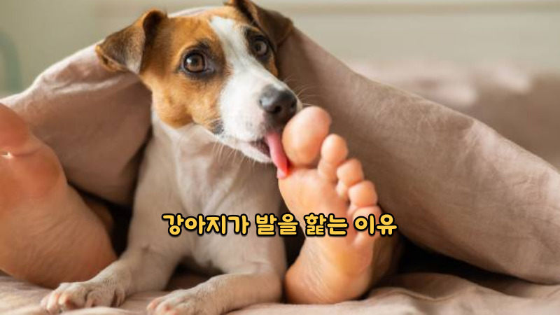 강아지가 발을 핥는 이유