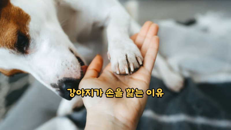 강아지가 손을 핥는 이유
