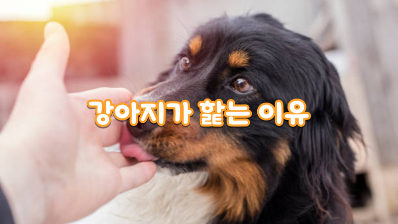 강아지가 핥는 이유