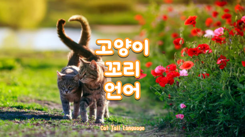 고양이 꼬리 언어