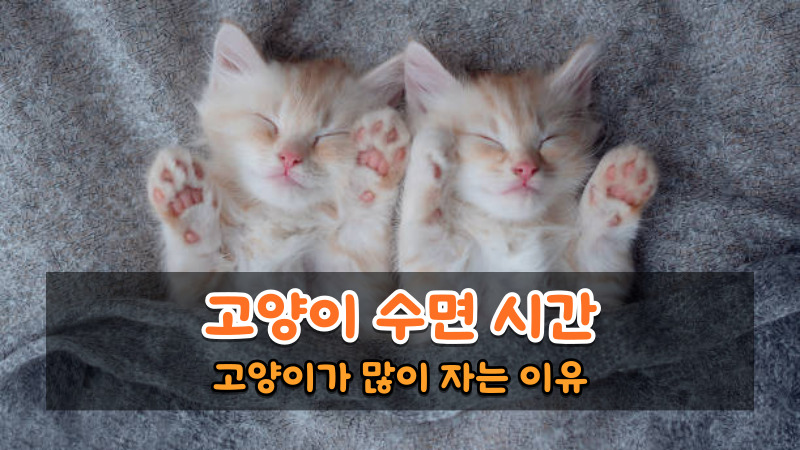 고양이 수면 시간