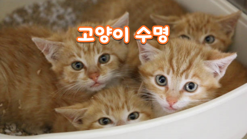 고양이 수명