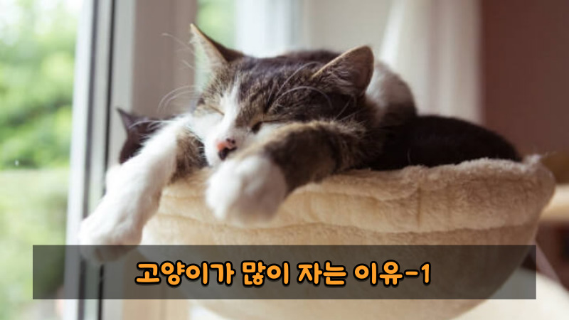 고양이가 많이 자는 이유1