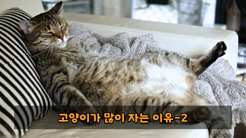 고양이가 많이 자는 이유2