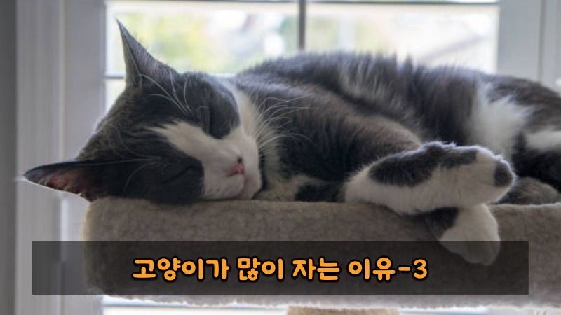 고양이가 많이 자는 이유3