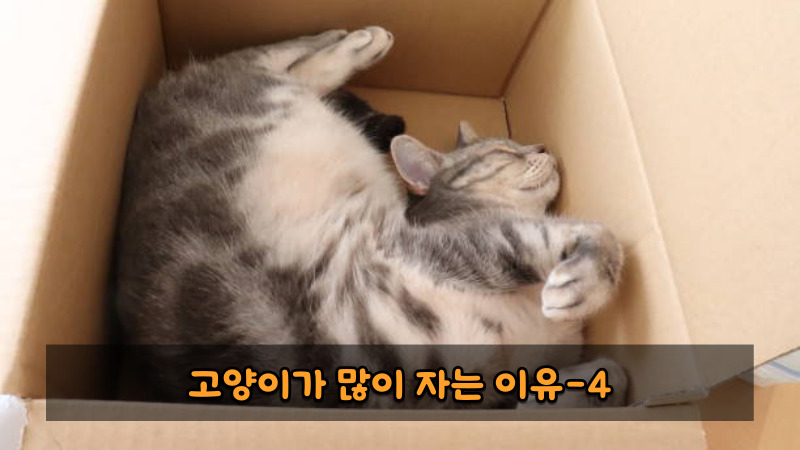 고양이가 많이 자는 이유4