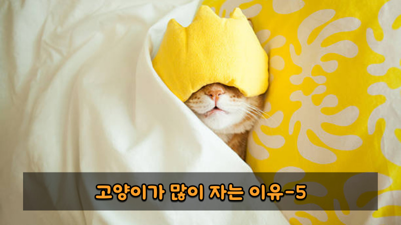 고양이가 많이 자는 이유5