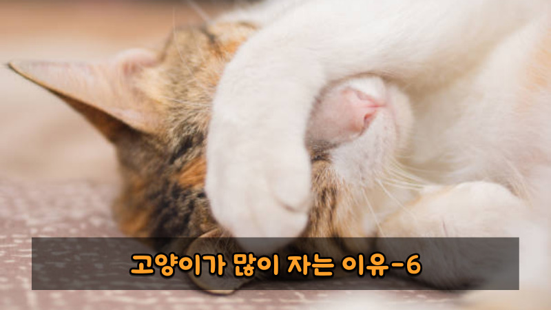 고양이가 많이 자는 이유6