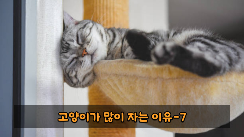 고양이가 많이 자는 이유7