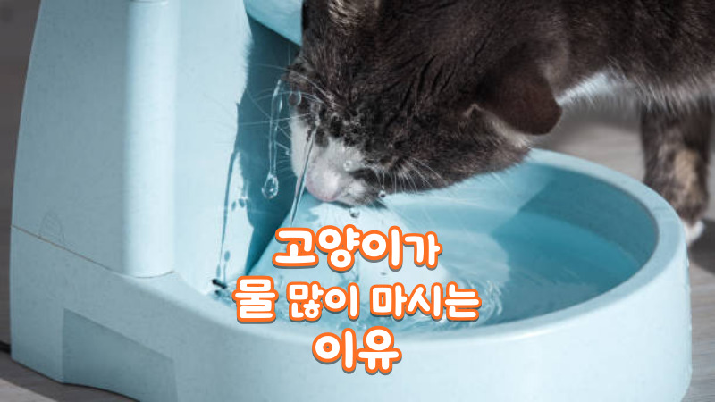 고양이가 물 많이 마시는 이유