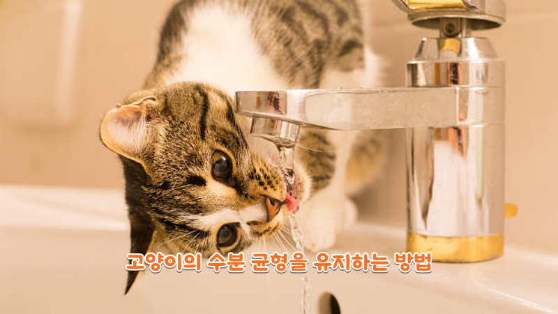 고양이의 수분 균형을 유지하는 방법