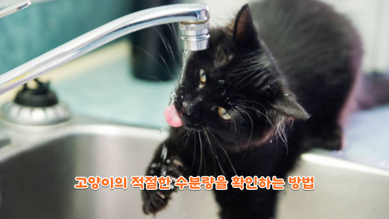 고양이의 적절한 수분량을 확인하는 방법
