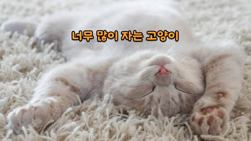 너무 많이 자는 고양이