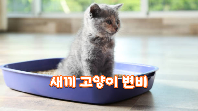 새끼 고양이 변비