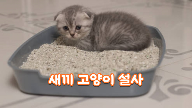 새끼 고양이 설사