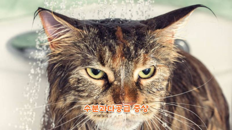 수분과다공급 증상